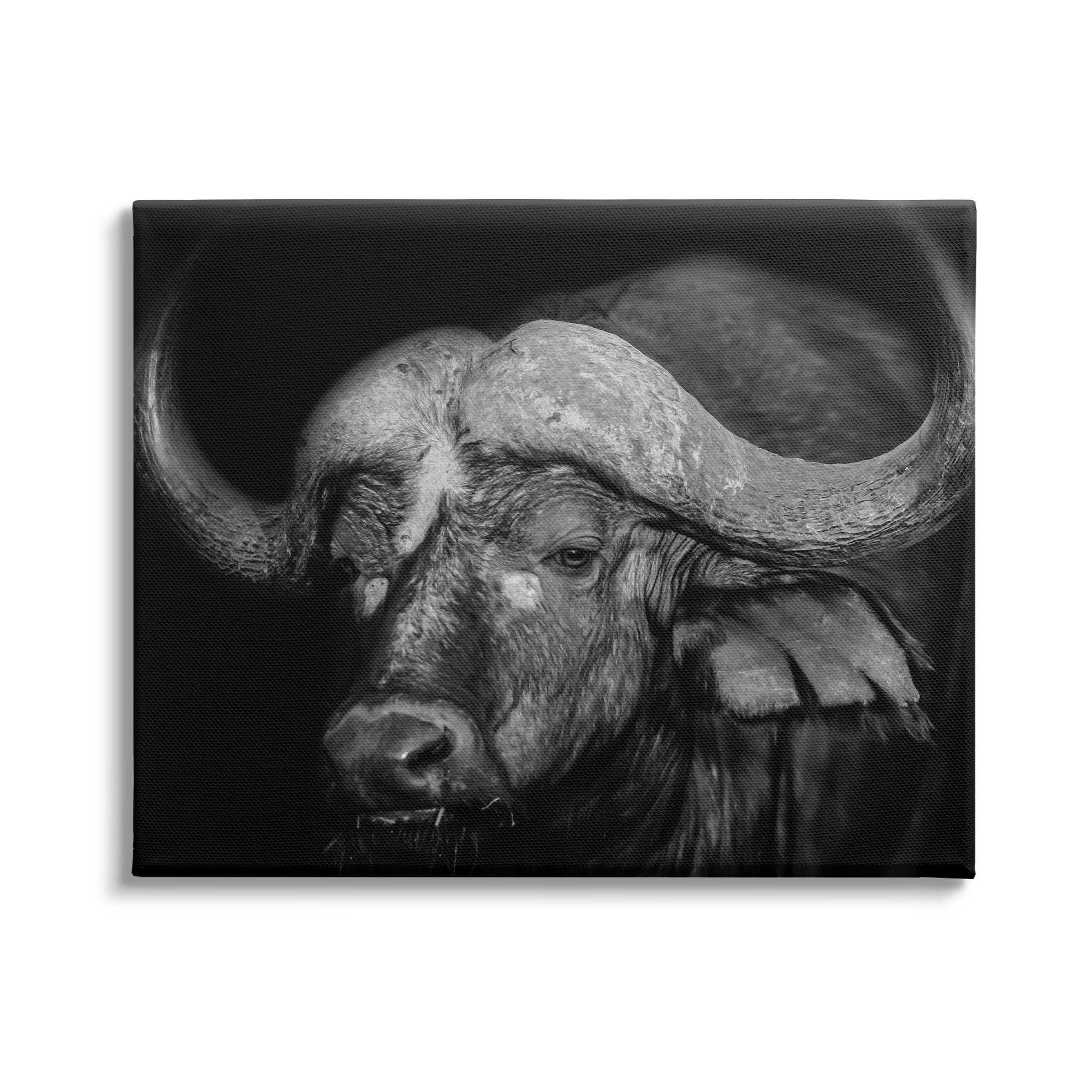 Stupell Industries Dark Buffalo Photography Animals & Insects Photography Gallery Wrapped Canvas Art Print Wall Art, 30 x 24