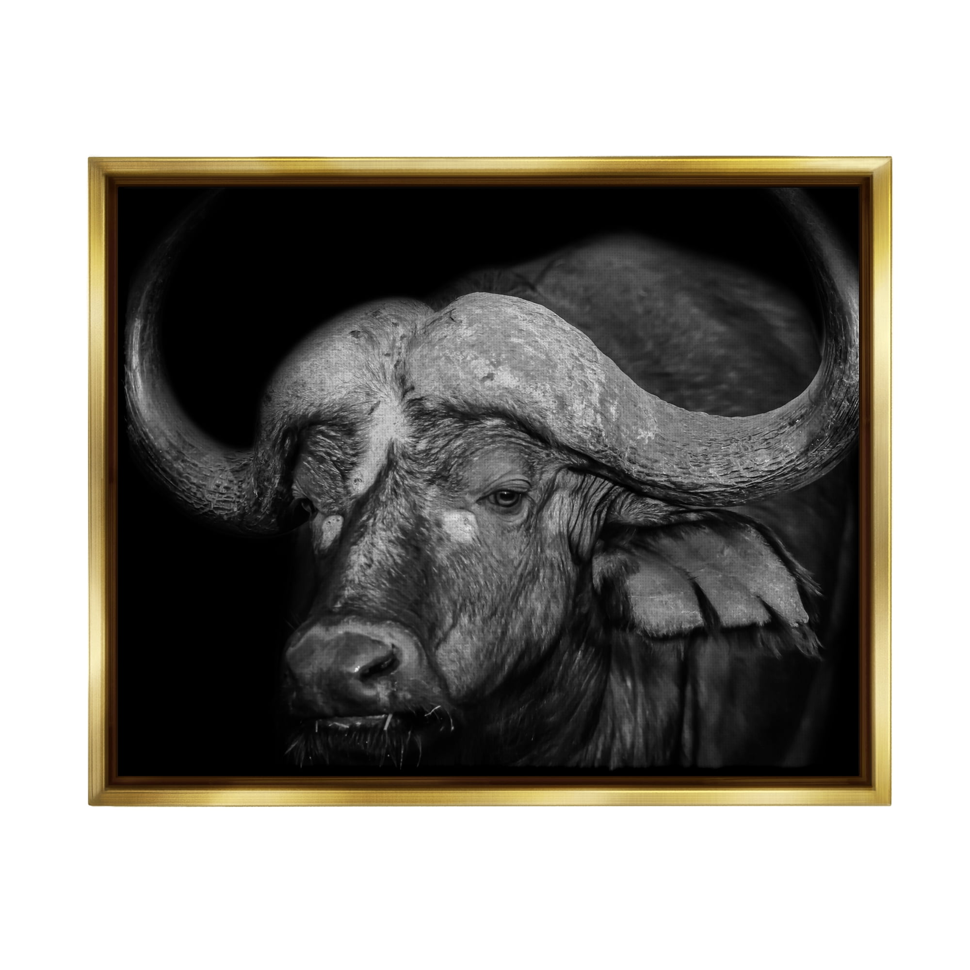 Stupell Industries Dark Buffalo Photography Animals & Insects Photography Gold Floater Framed Canvas Art Print Wall Art, 21 x 17