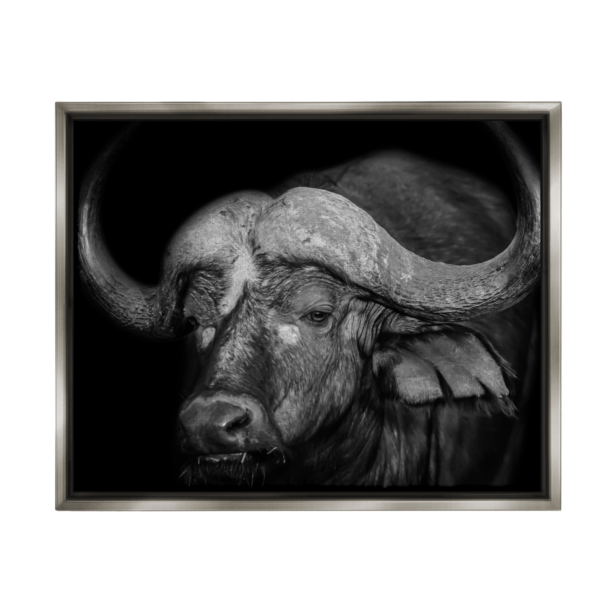 Stupell Industries Dark Buffalo Photography Animals & Insects Photography Gray Floater Framed Canvas Art Print Wall Art, 31 x 25