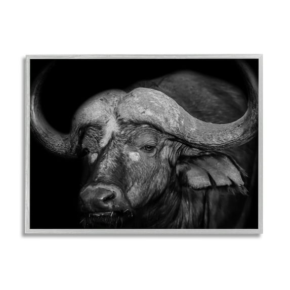 Stupell Industries Dark Buffalo Photography Animals & Insects Photography Gray Framed Art Print Wall Art, 20 x 16