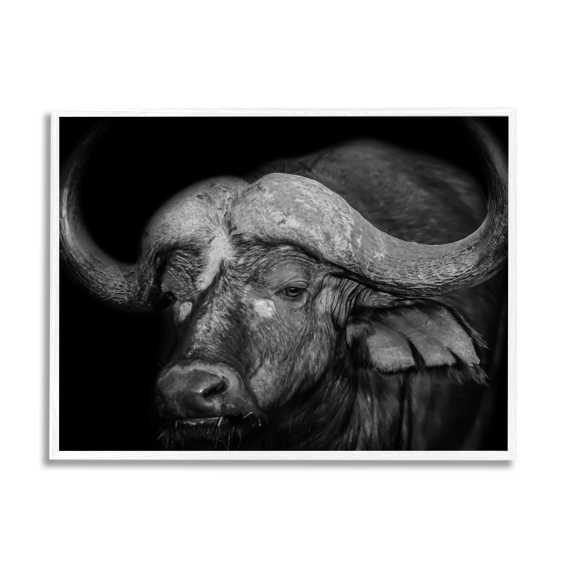 Stupell Industries Dark Buffalo Photography Animals & Insects Photography White Framed Art Print Wall Art, 30 x 24