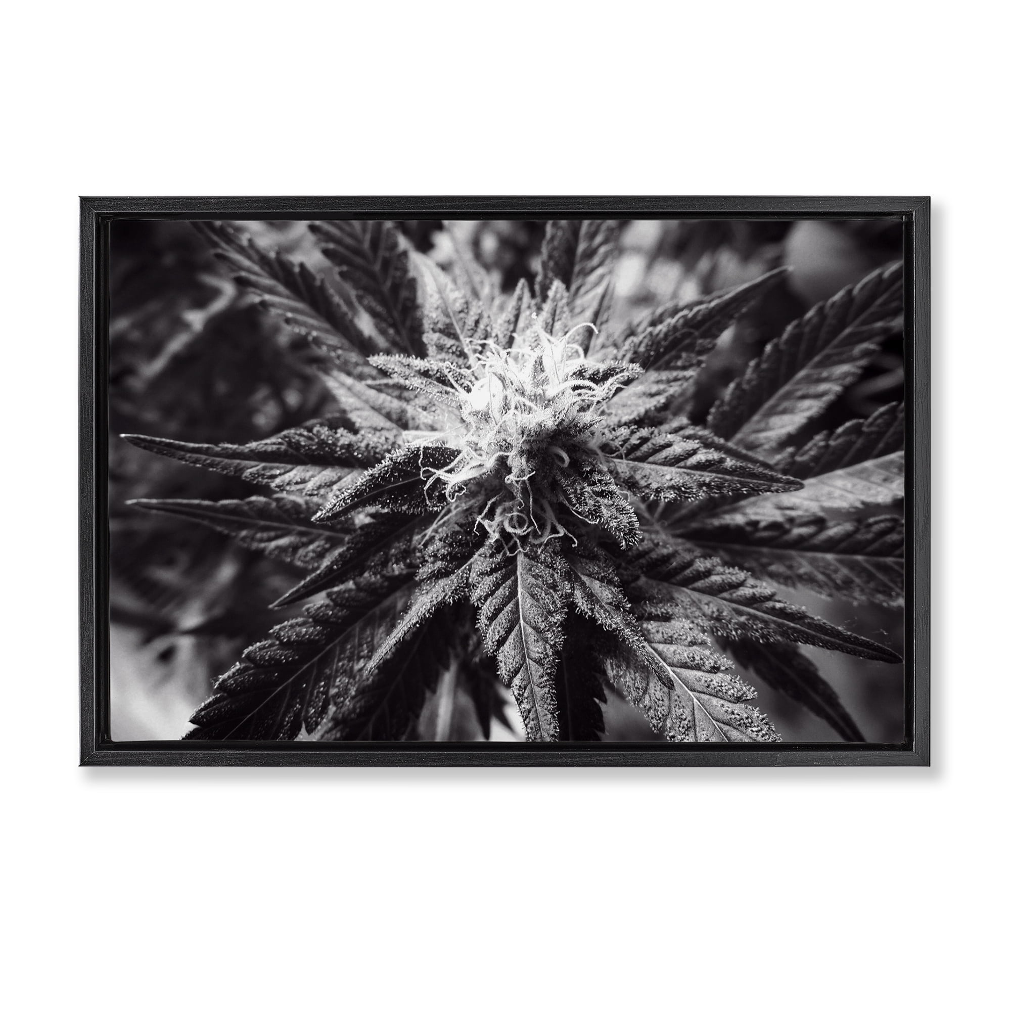 Stupell Industries Dark Cannabis Flower Plants & Flowers Painting Black Floater Framed Canvas Art Print Wall Art, 31 x 21
