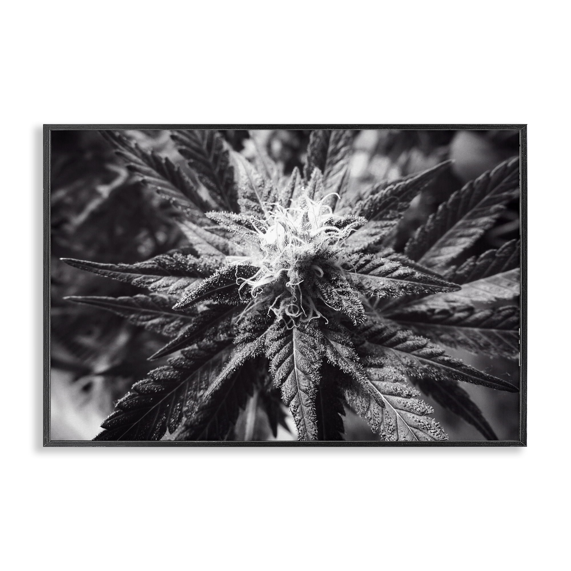Stupell Industries Dark Cannabis Flower Plants & Flowers Painting Black Framed Art Print Wall Art, 24 x 16
