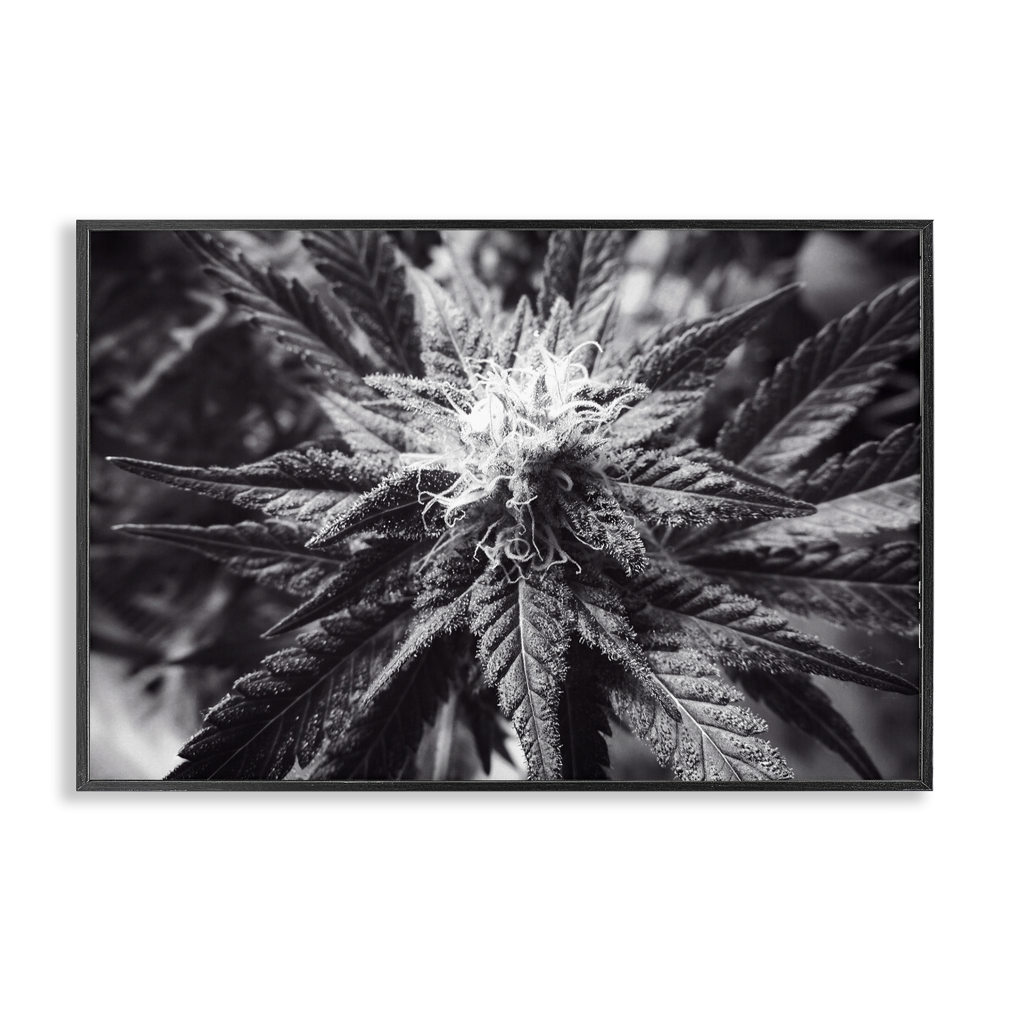 Stupell Industries Dark Cannabis Flower Plants & Flowers Painting Black Framed Art Print Wall Art, 30 x 20