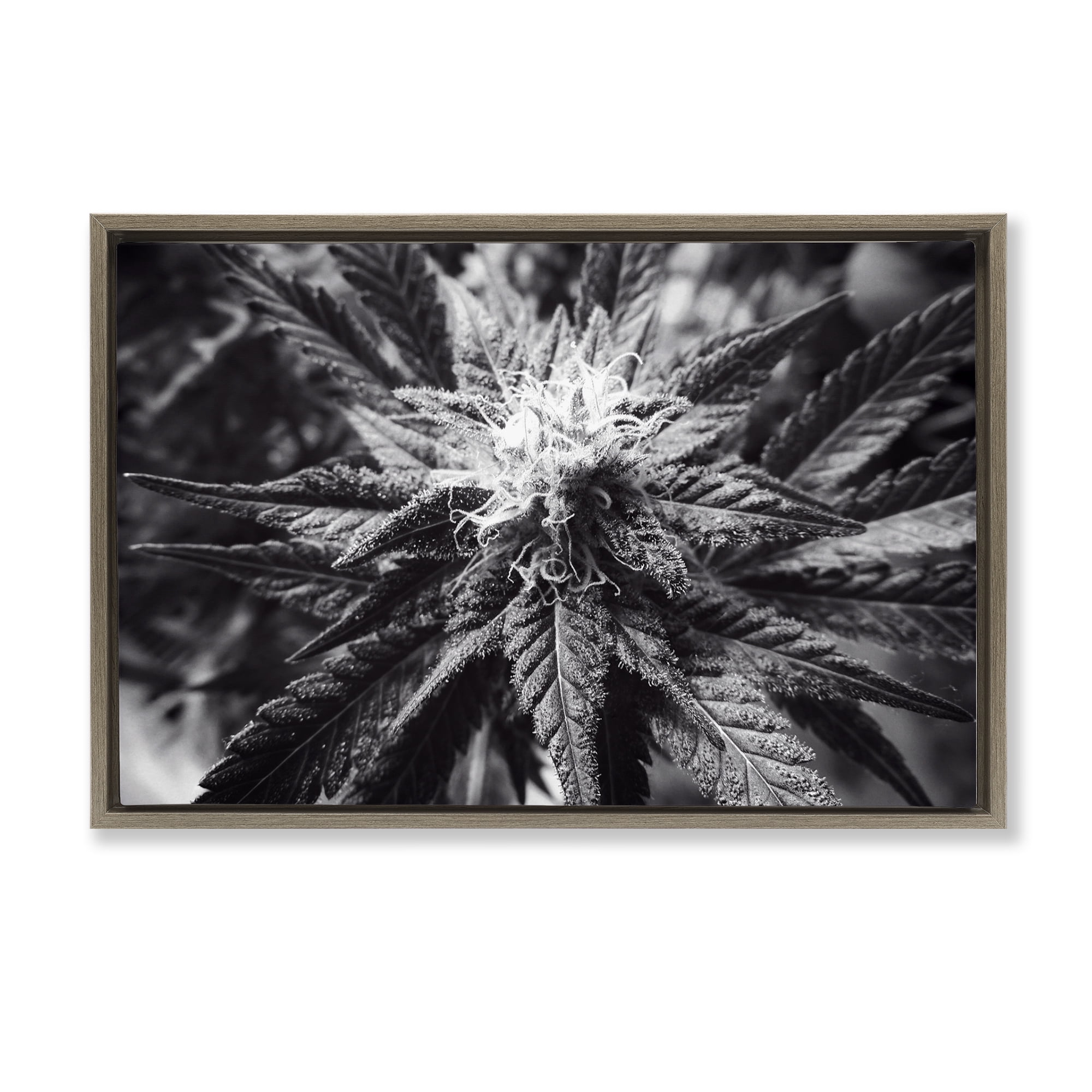 Stupell Industries Dark Cannabis Flower Plants & Flowers Painting Brown Floater Framed Canvas Art Print Wall Art, 25 x 17