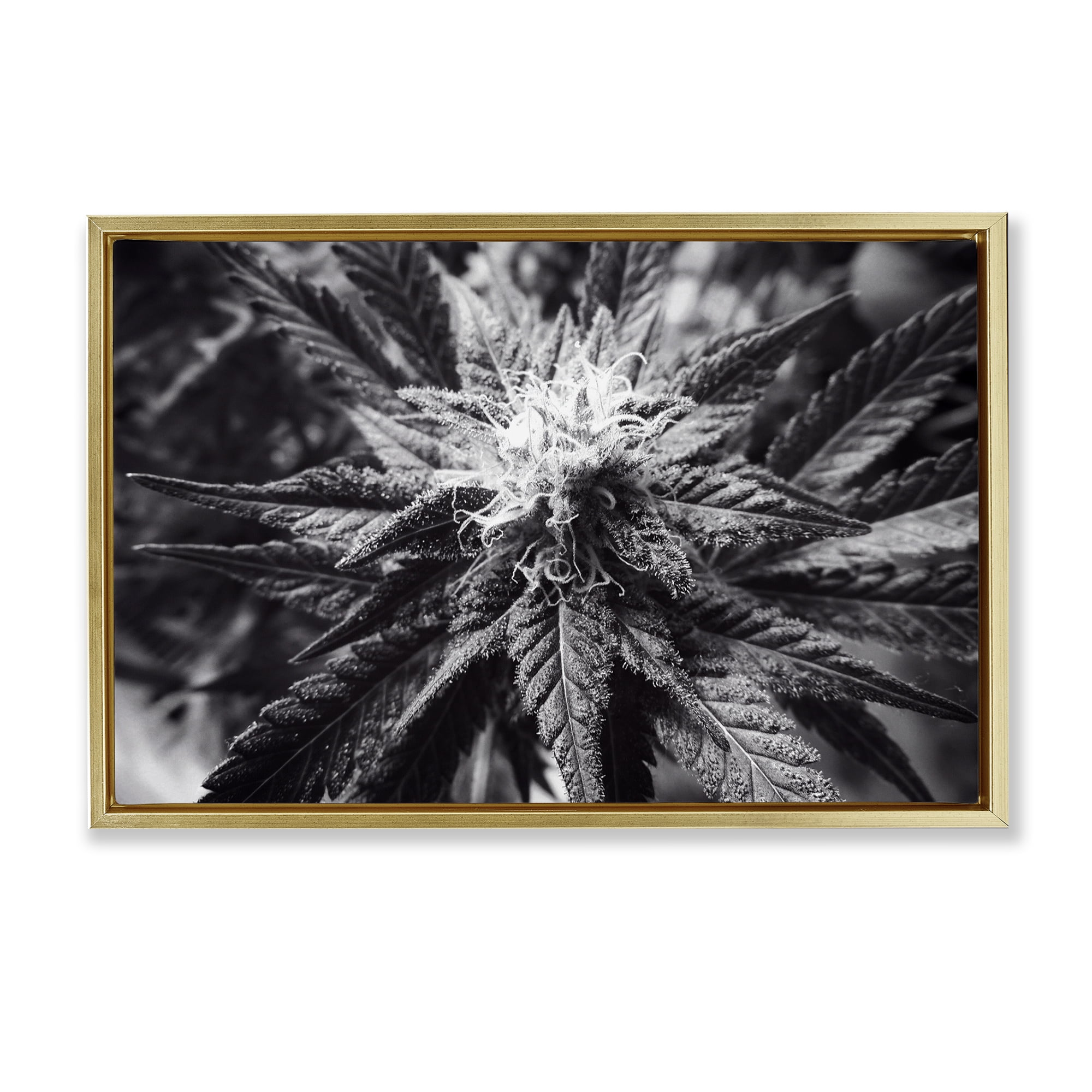 Stupell Industries Dark Cannabis Flower Plants & Flowers Painting Gold Floater Framed Canvas Art Print Wall Art, 31 x 21