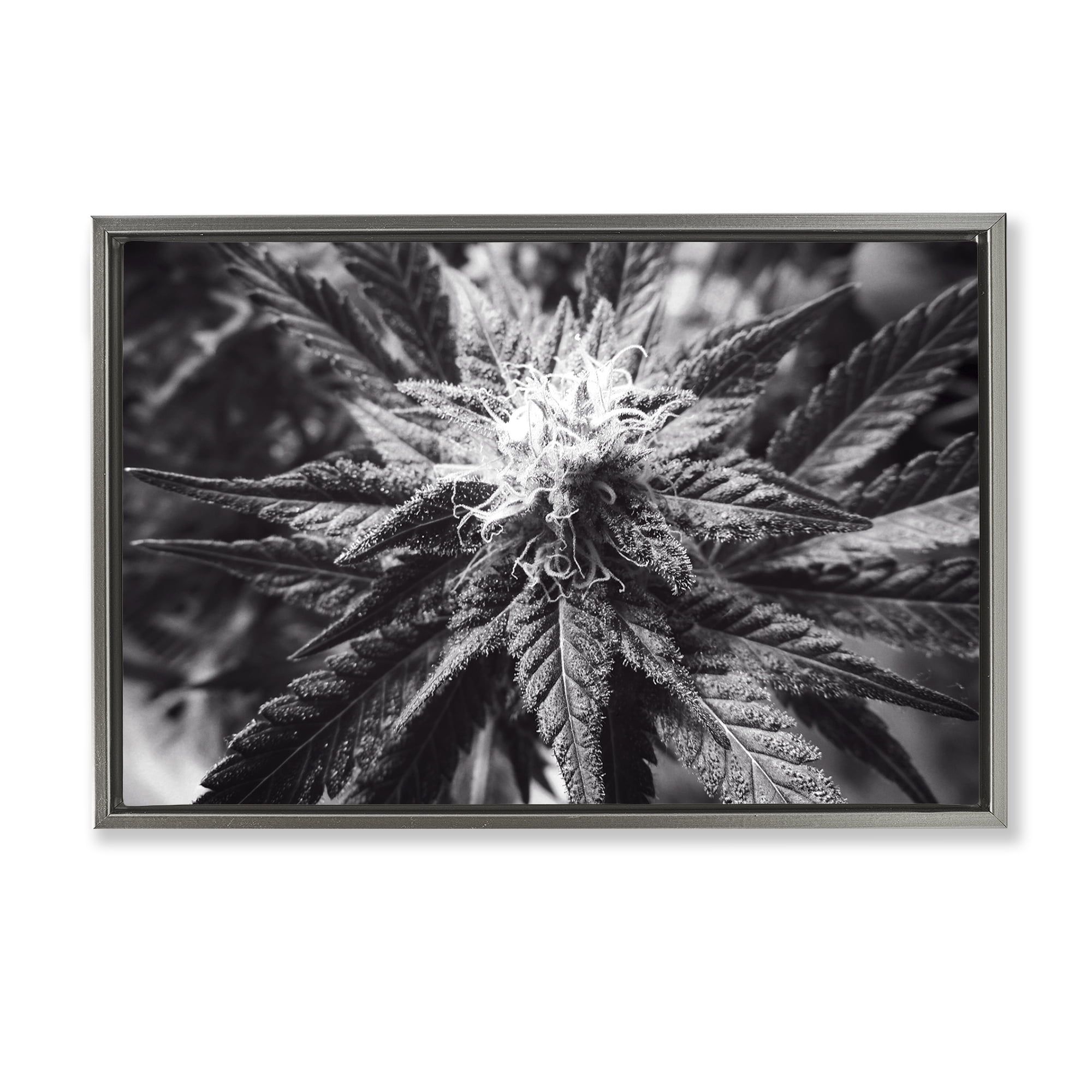 Stupell Industries Dark Cannabis Flower Plants & Flowers Painting Gray Floater Framed Canvas Art Print Wall Art, 25 x 17