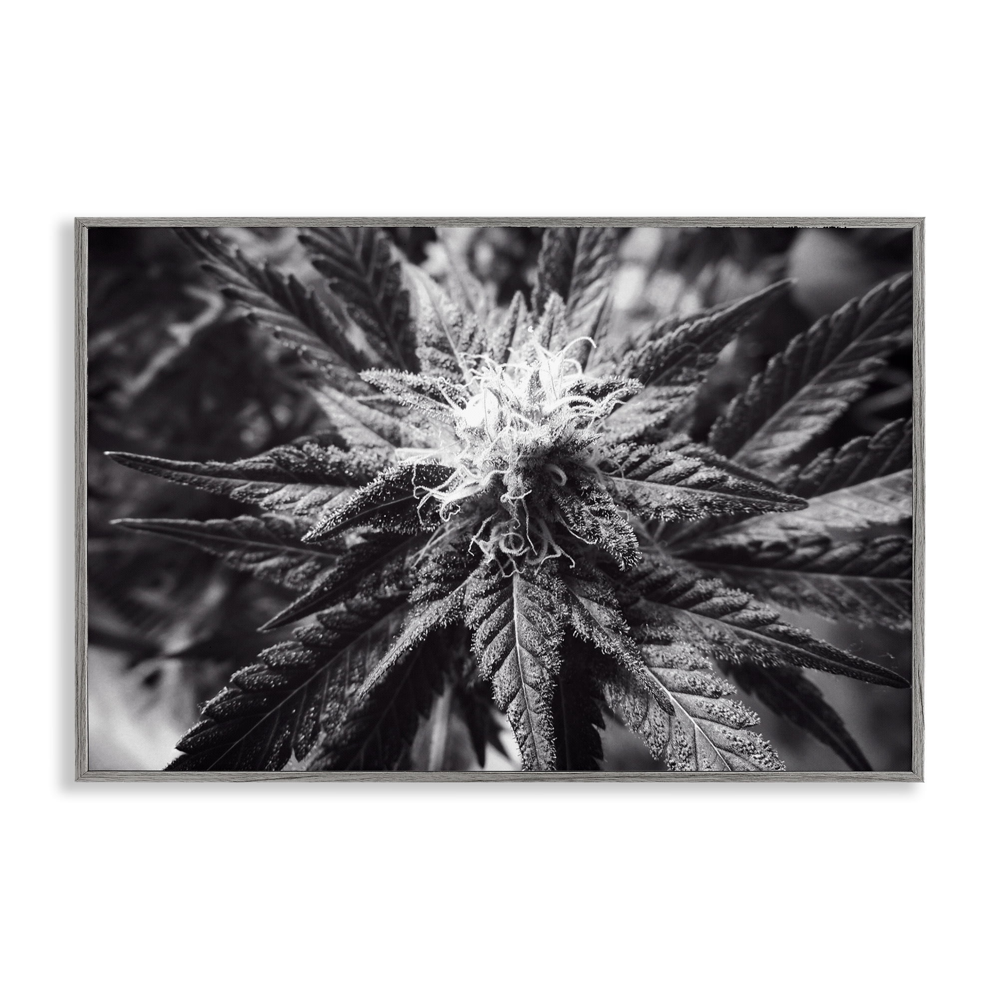 Stupell Industries Dark Cannabis Flower Plants & Flowers Painting Gray Framed Art Print Wall Art, 24 x 16