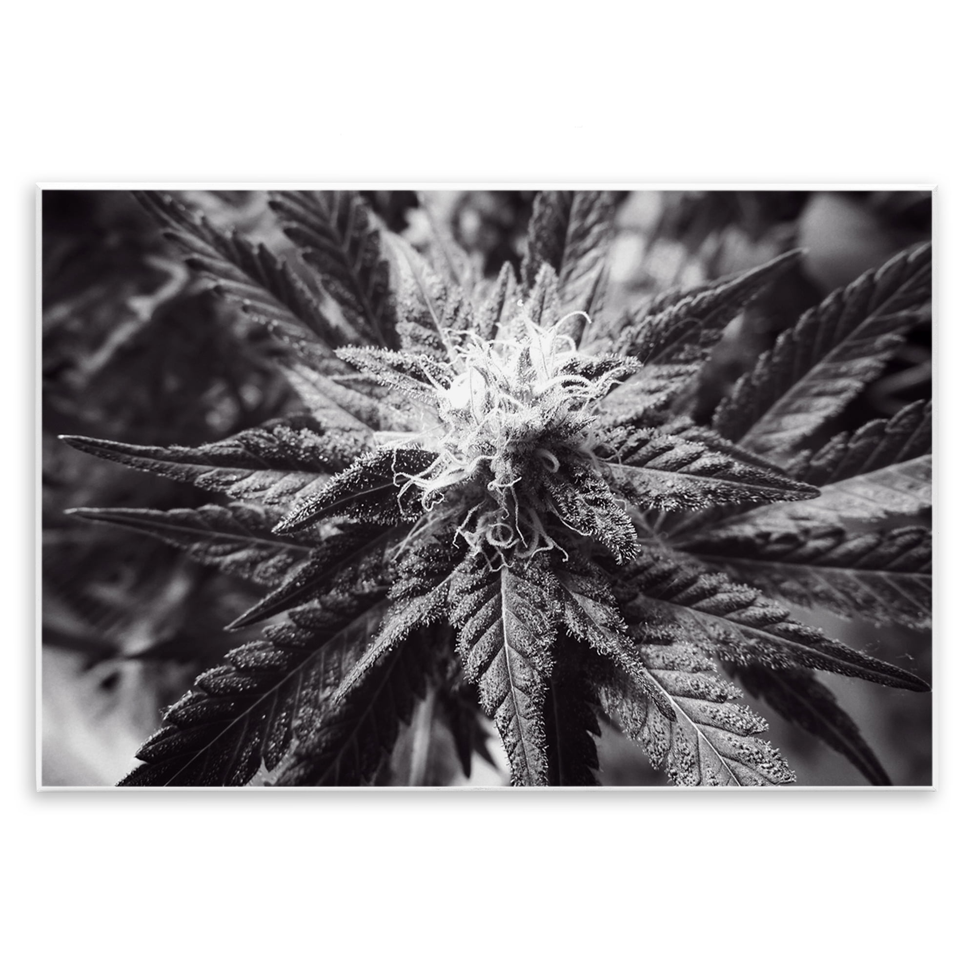 Stupell Industries Dark Cannabis Flower Plants & Flowers Painting Unframed Art Print Wall Art, 15 x 10
