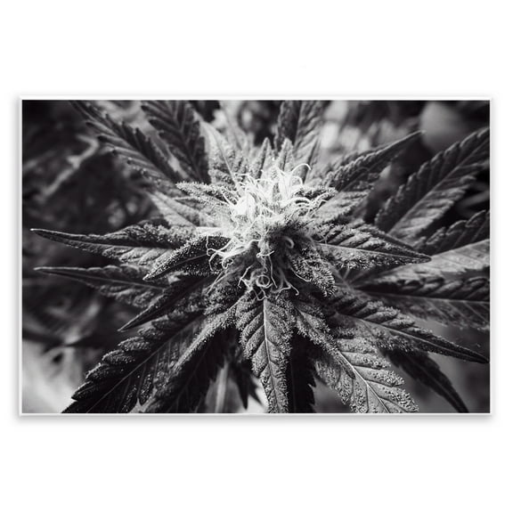 Stupell Industries Dark Cannabis Flower Plants & Flowers Painting Unframed Art Print Wall Art, 15 x 10
