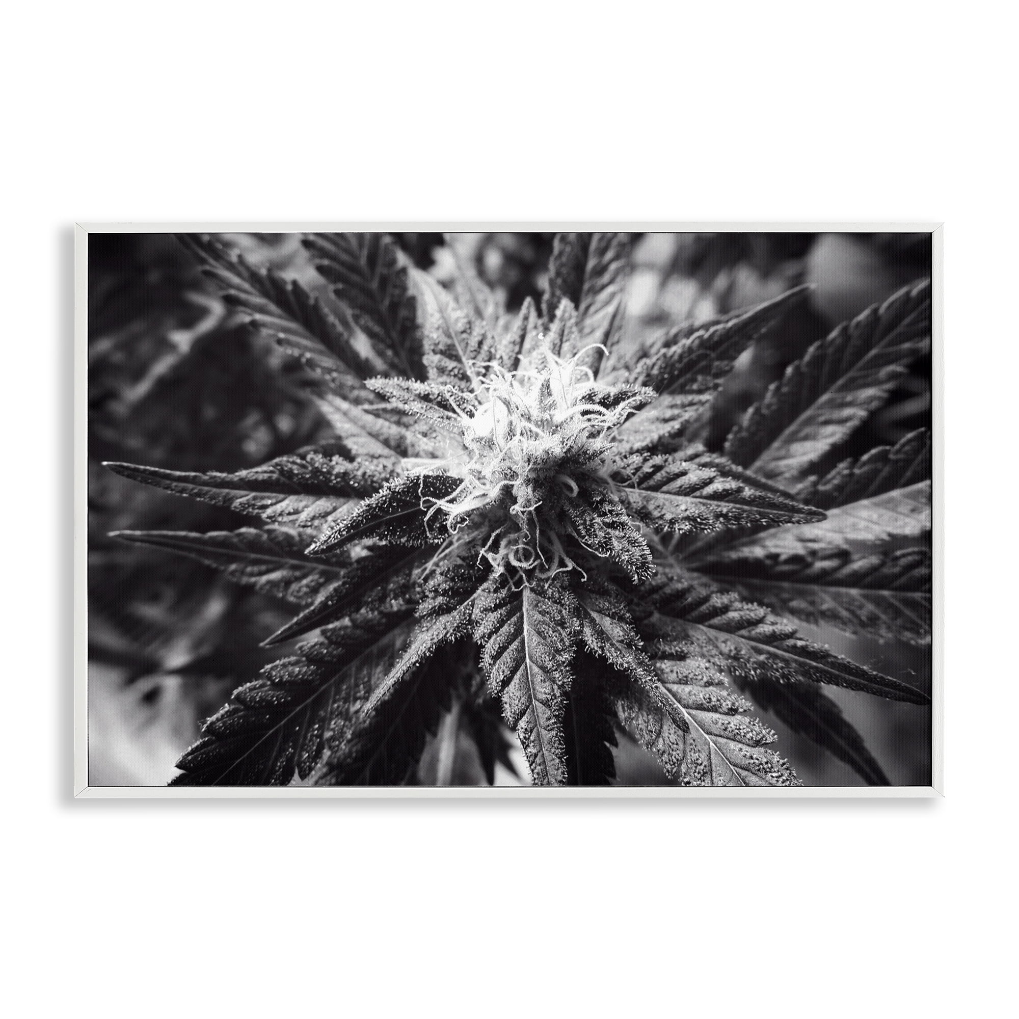 Stupell Industries Dark Cannabis Flower Plants & Flowers Painting White Framed Art Print Wall Art, 24 x 16