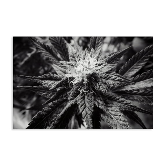 Stupell Industries Dark Cannabis Flower Plants & Flowers Painting Wrapped Canvas Art Print Wall Art, 30 x 20