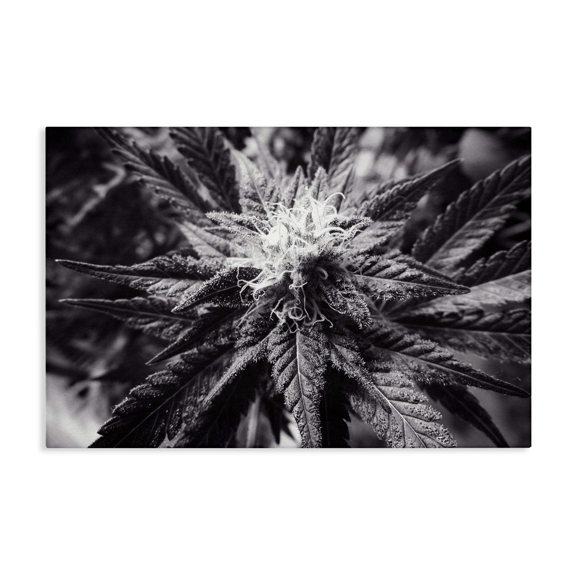 Stupell Industries Dark Cannabis Flower Plants & Flowers Painting Wrapped Canvas Art Print Wall Art, 45 x 30