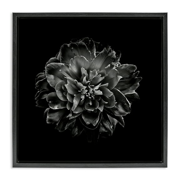Stupell Industries Dark Carnation on Black Plants & Flowers Photography Black Floater Framed Canvas Art Print Wall Art, 18 x 18