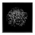 thumbnail image 1 of Stupell Industries Dark Carnation on Black Plants & Flowers Photography Black Framed Art Print Wall Art, 17 x 17, 1 of 2
