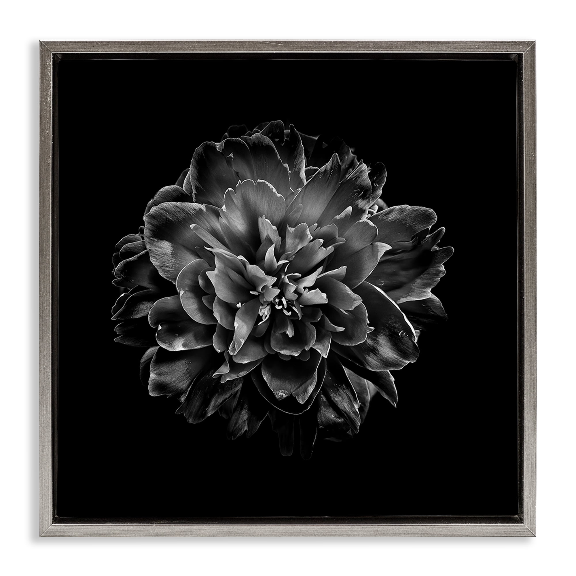 Stupell Industries Dark Carnation on Black Plants & Flowers Photography Gray Floater Framed Canvas Art Print Wall Art, 18 x 18