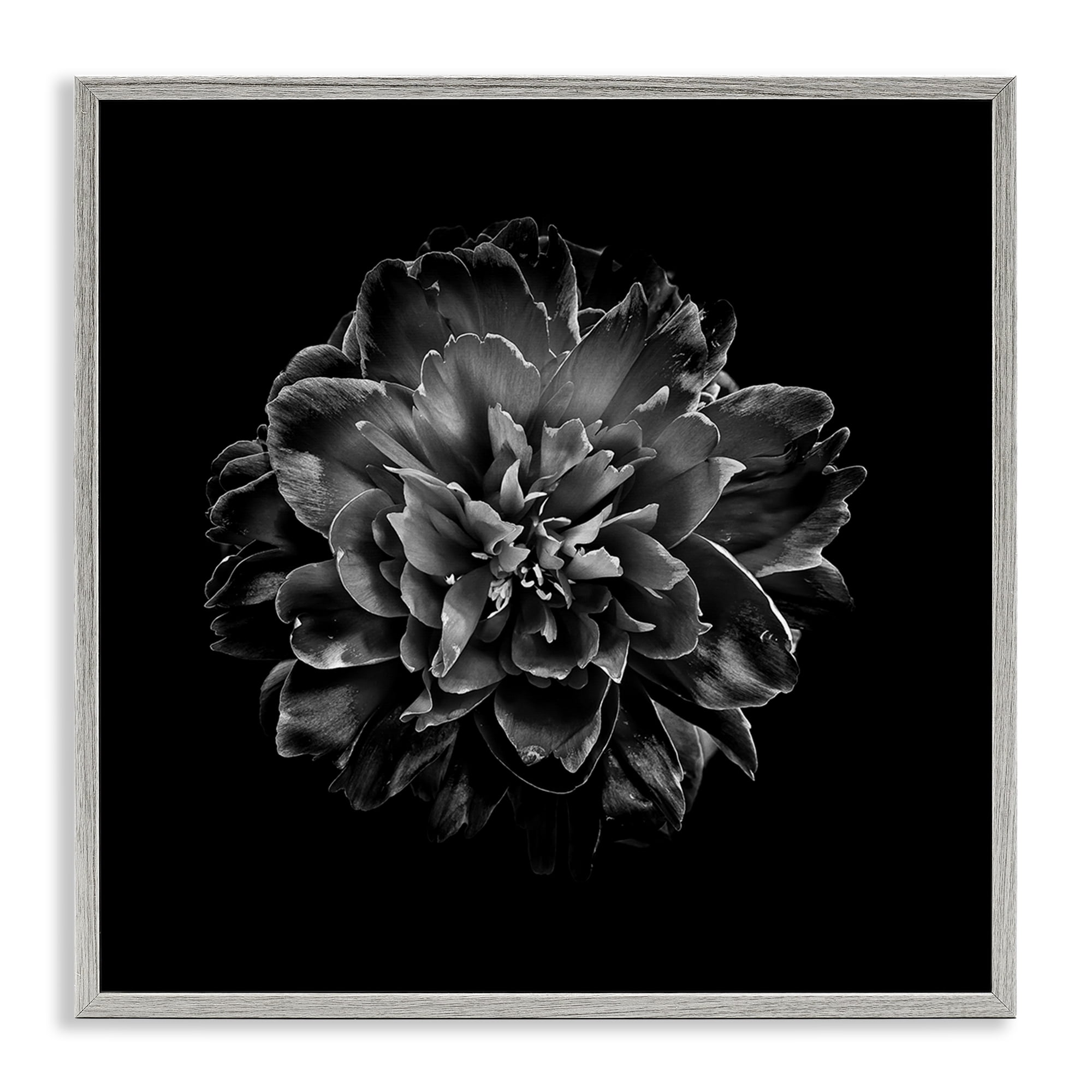 Stupell Industries Dark Carnation on Black Plants & Flowers Photography Gray Framed Art Print Wall Art, 12 x 12