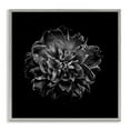 thumbnail image 1 of Stupell Industries Dark Carnation on Black Plants & Flowers Photography Gray Framed Art Print Wall Art, 12 x 12, 1 of 2