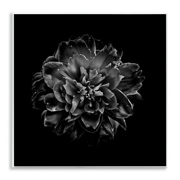 Stupell Industries Dark Carnation on Black Plants & Flowers Photography Unframed Art Print Wall Art, 12 x 12