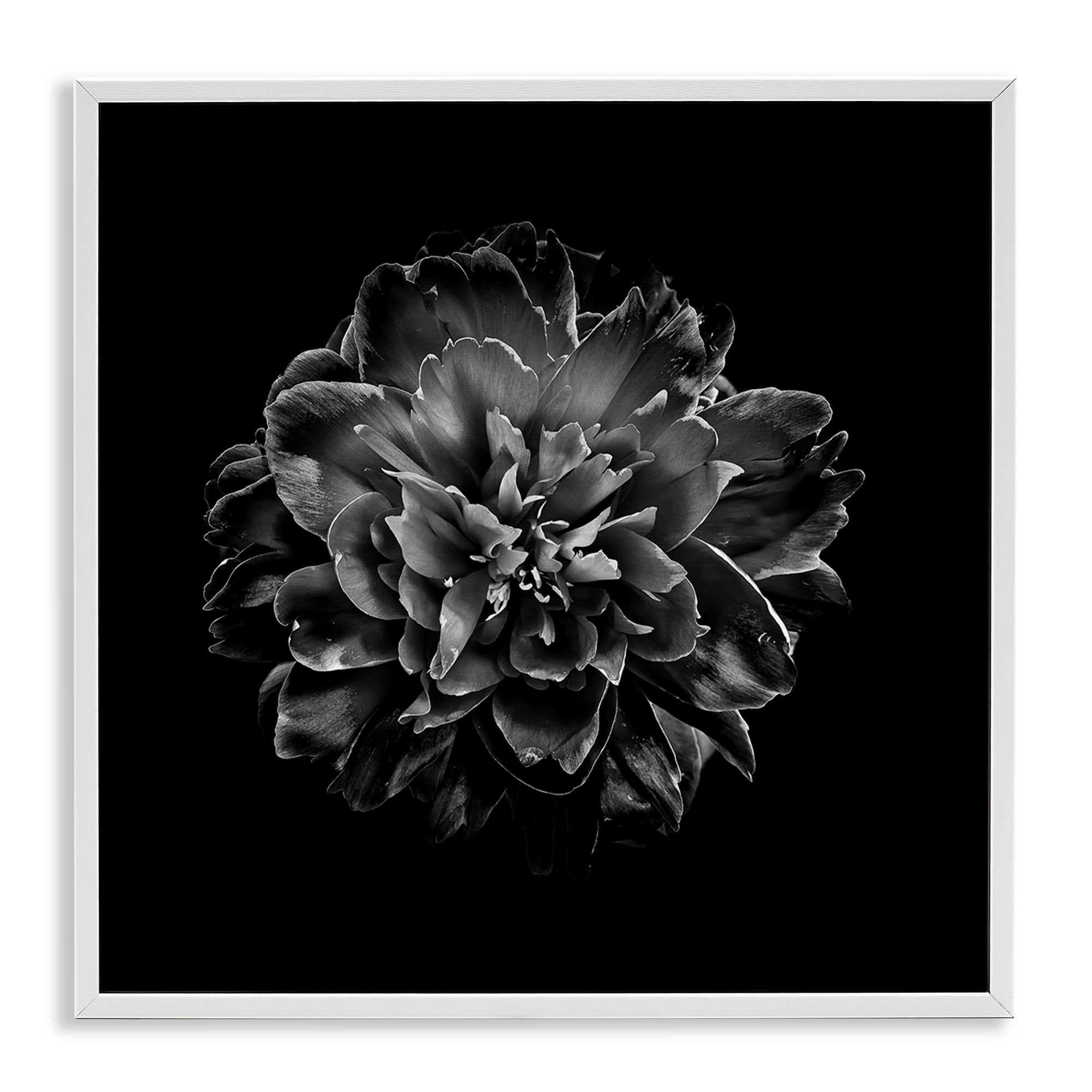 Stupell Industries Dark Carnation on Black Plants & Flowers Photography White Framed Art Print Wall Art, 17 x 17