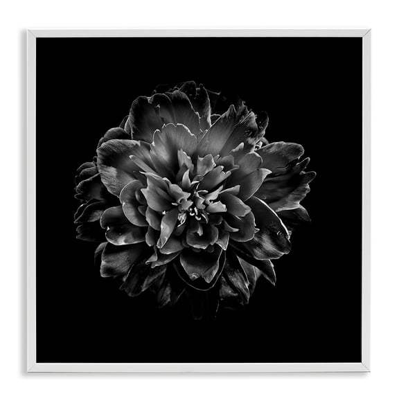 Stupell Industries Dark Carnation on Black Plants & Flowers Photography White Framed Art Print Wall Art, 24 x 24