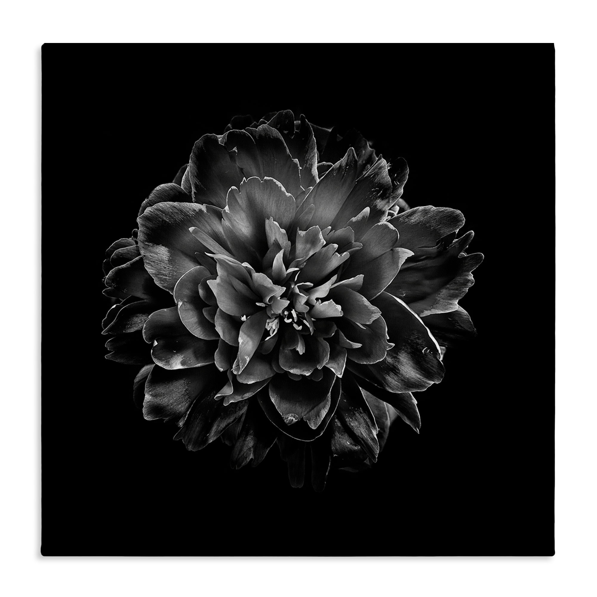 Stupell Industries Dark Carnation on Black Plants & Flowers Photography Wrapped Canvas Art Print Wall Art, 30 x 30