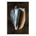 thumbnail image 1 of Stupell Industries Dark Conch Shell Nature Painting Unframed Art Print Wall Art, 13 x 19, 1 of 7