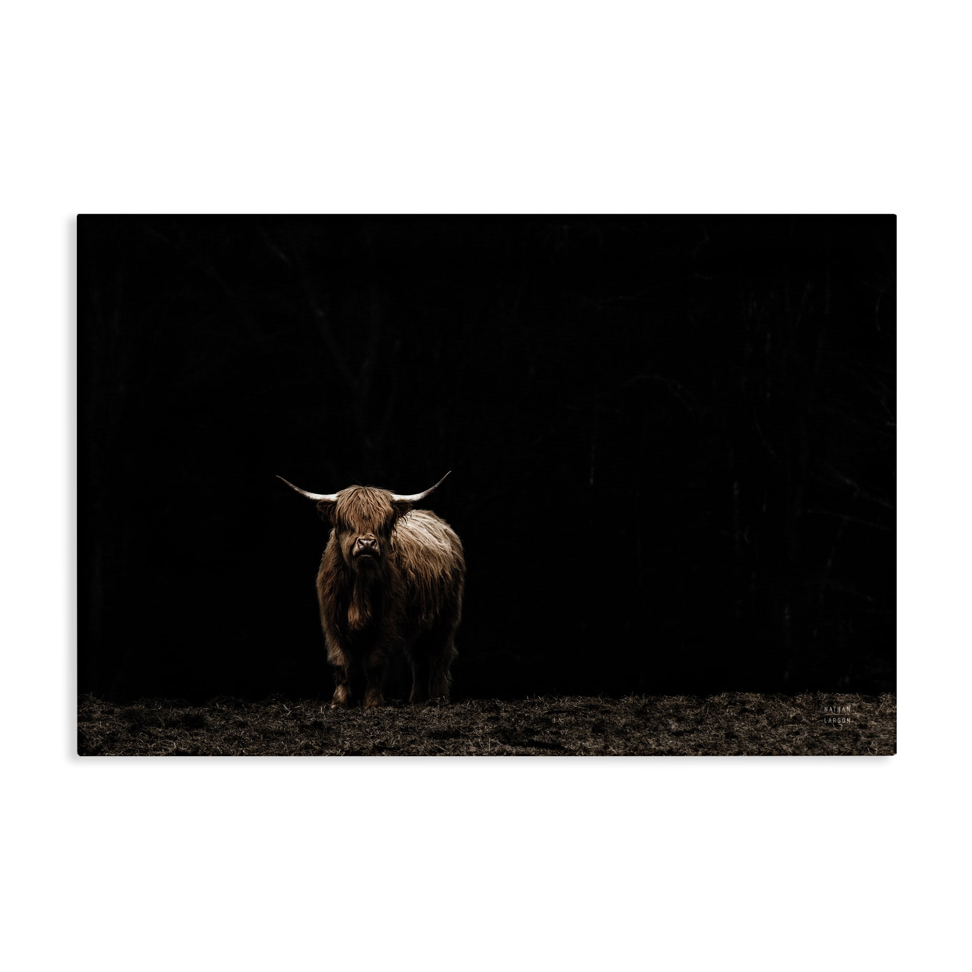 Stupell Industries Dark Contrast Highland Cow Animals Photography Wrapped Canvas Art Print Wall Art, 24 x 16