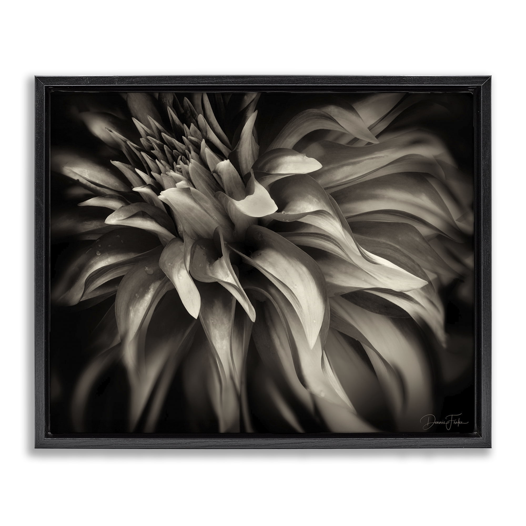 Stupell Industries Dark Curling Chrysanthemum Botanical & Floral Photography Black Floater Framed Art Print Wall Art, 31 x 25