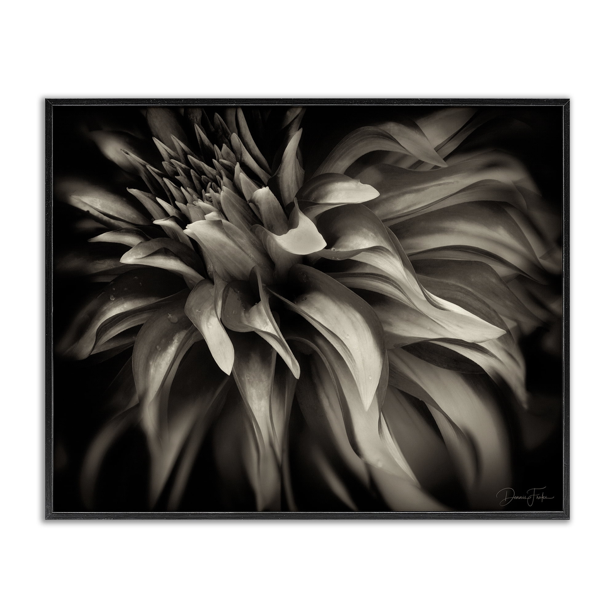 Stupell Industries Dark Curling Chrysanthemum Botanical & Floral Photography Black Framed Art Print Wall Art, 14 x 11