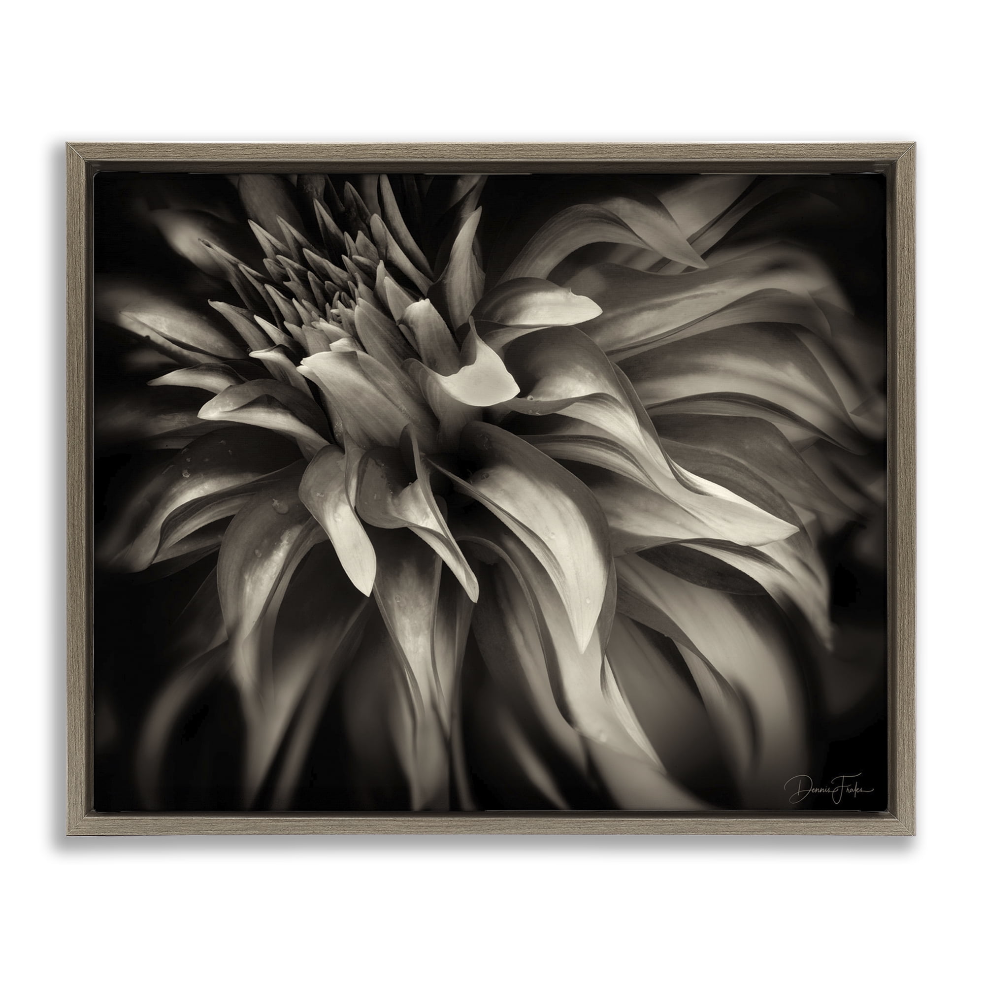 Stupell Industries Dark Curling Chrysanthemum Botanical & Floral Photography Brown Floater Framed Art Print Wall Art, 21 x 17