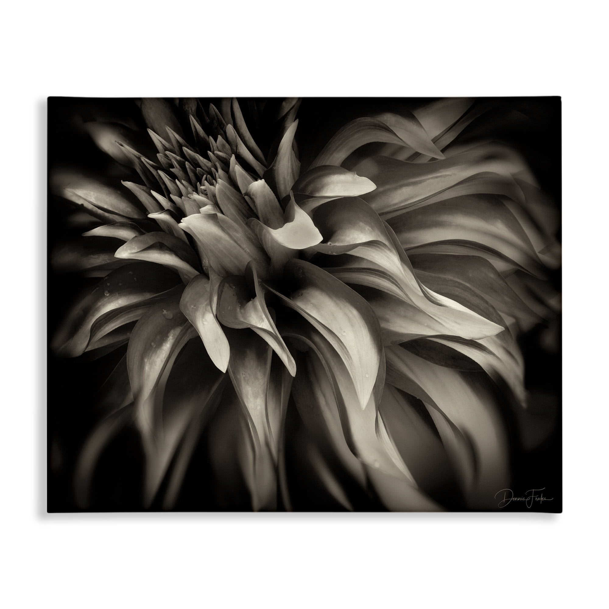 Stupell Industries Dark Curling Chrysanthemum Botanical & Floral Photography Gallery Wrapped Canvas Art Print Wall Art, 40 x 30