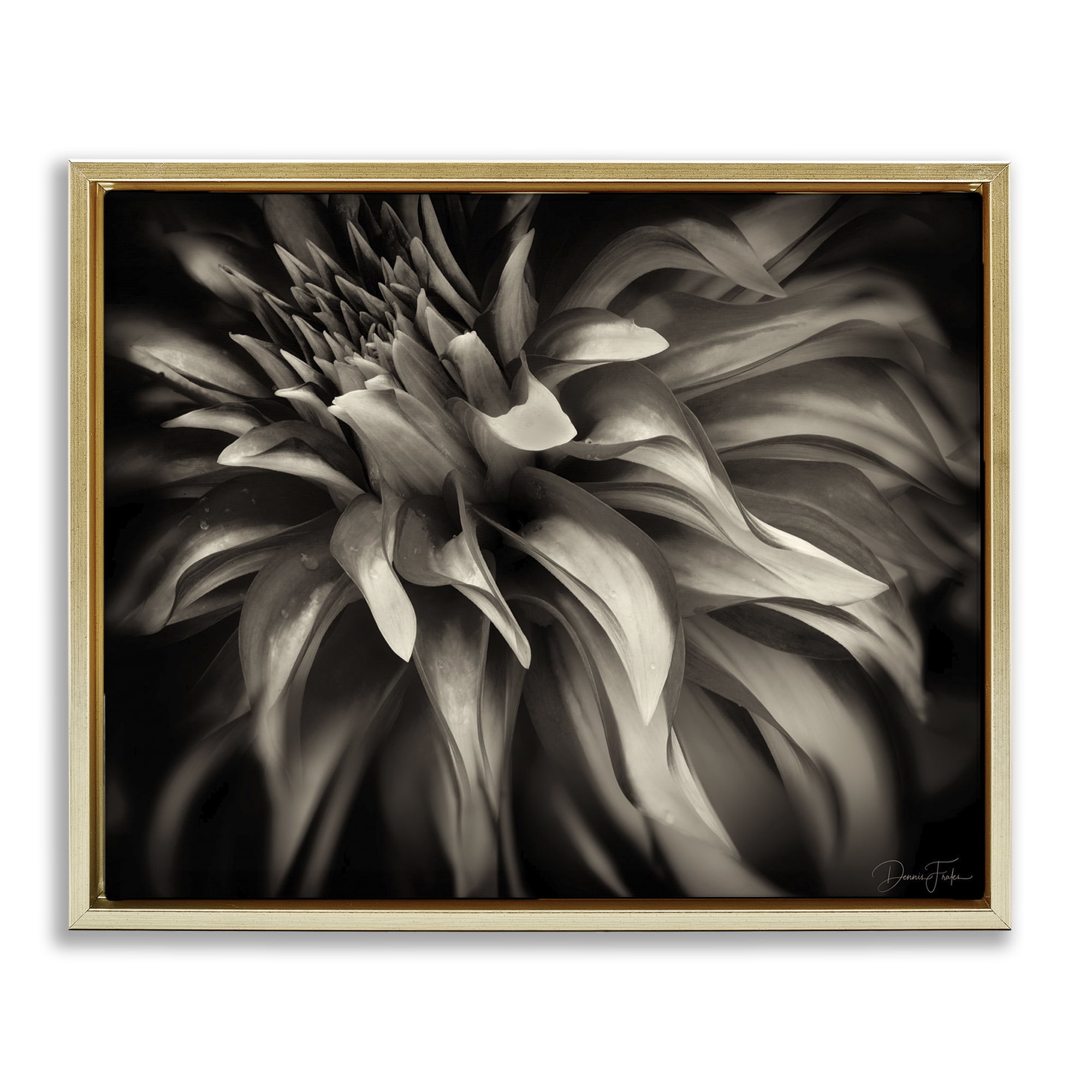 Stupell Industries Dark Curling Chrysanthemum Botanical & Floral Photography Gold Floater Framed Art Print Wall Art, 21 x 17