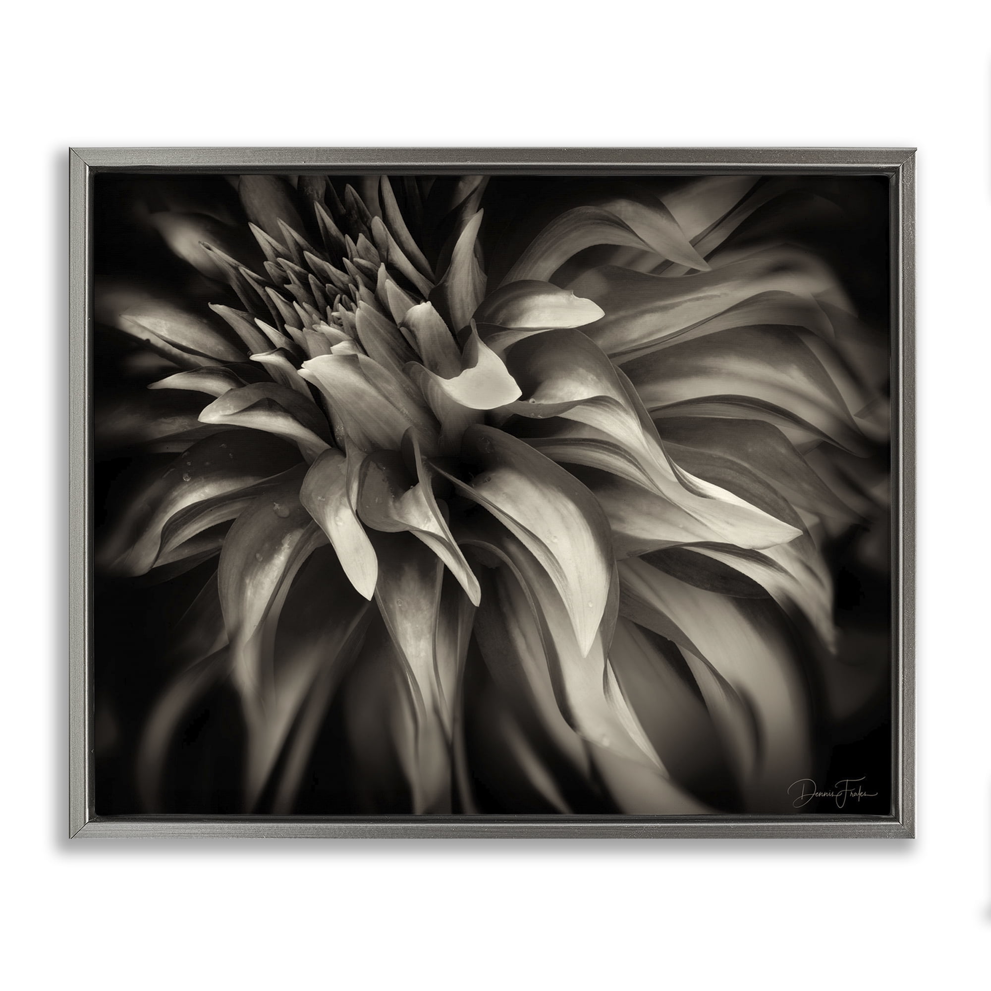 Stupell Industries Dark Curling Chrysanthemum Botanical & Floral Photography Gray Floater Framed Art Print Wall Art, 31 x 25