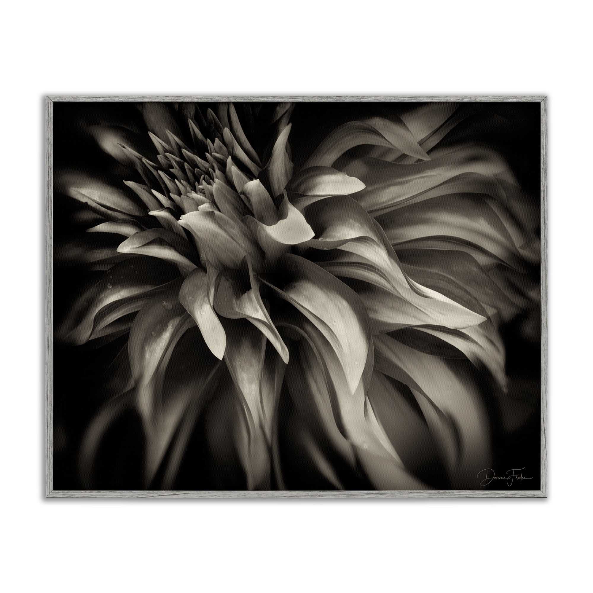Stupell Industries Dark Curling Chrysanthemum Botanical & Floral Photography Gray Framed Art Print Wall Art, 30 x 24