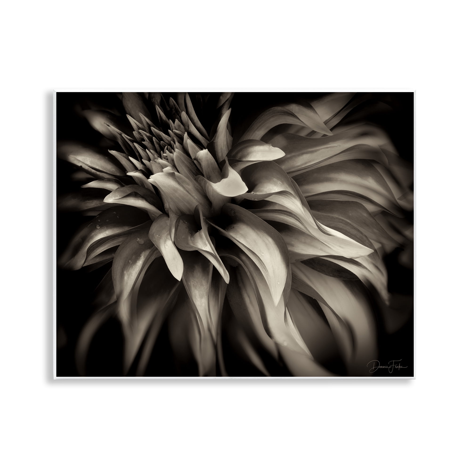 Stupell Industries Dark Curling Chrysanthemum Botanical & Floral Photography Unframed Art Print Wall Art, 14 x 11