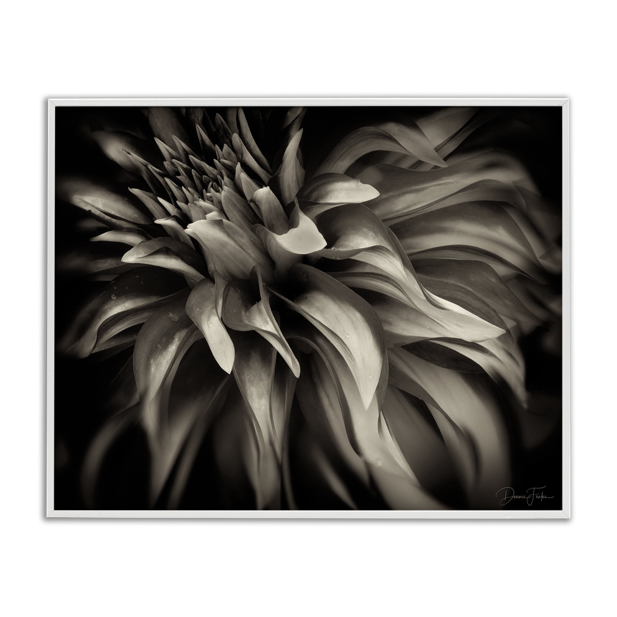 Stupell Industries Dark Curling Chrysanthemum Botanical & Floral Photography White Framed Art Print Wall Art, 14 x 11