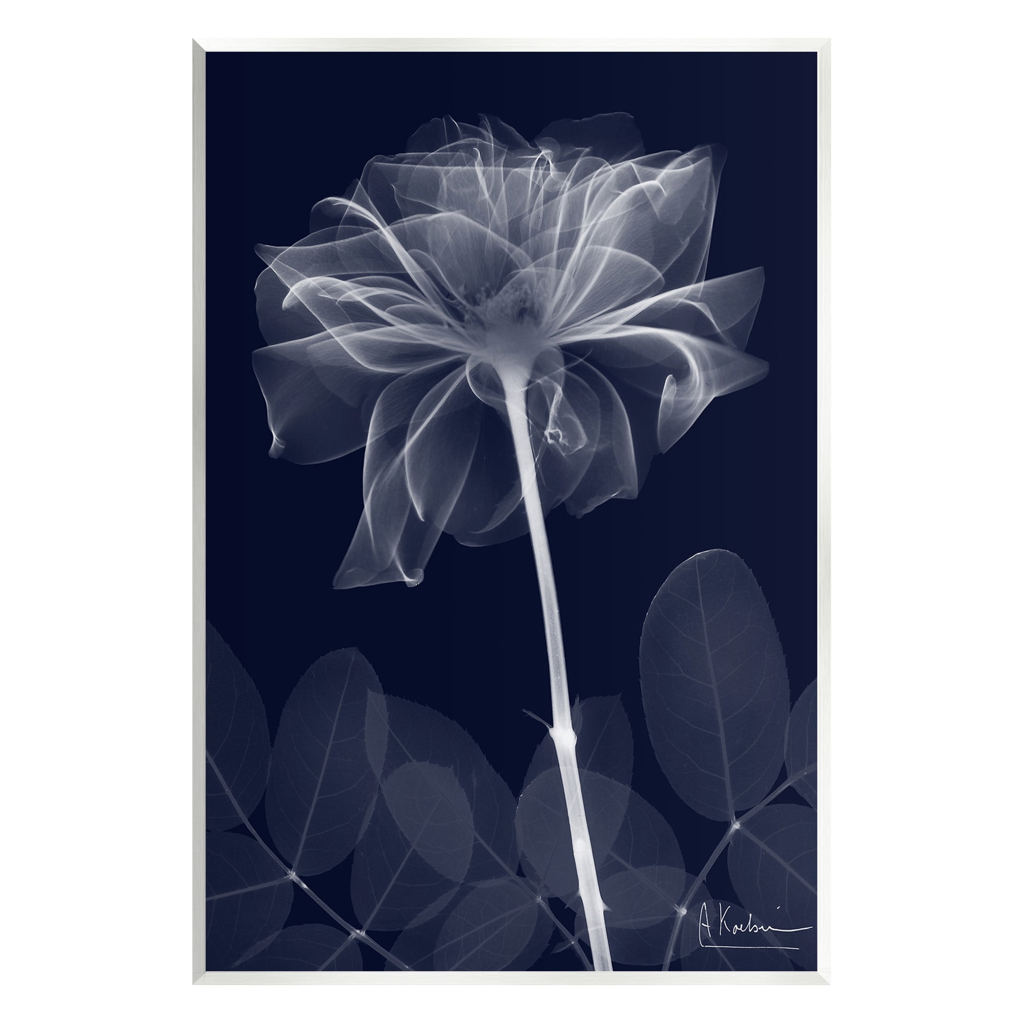 Stupell Industries Dark Flower Shape Botanical & Floral Photography Unframed Art Print Wall Art, 10 x 15