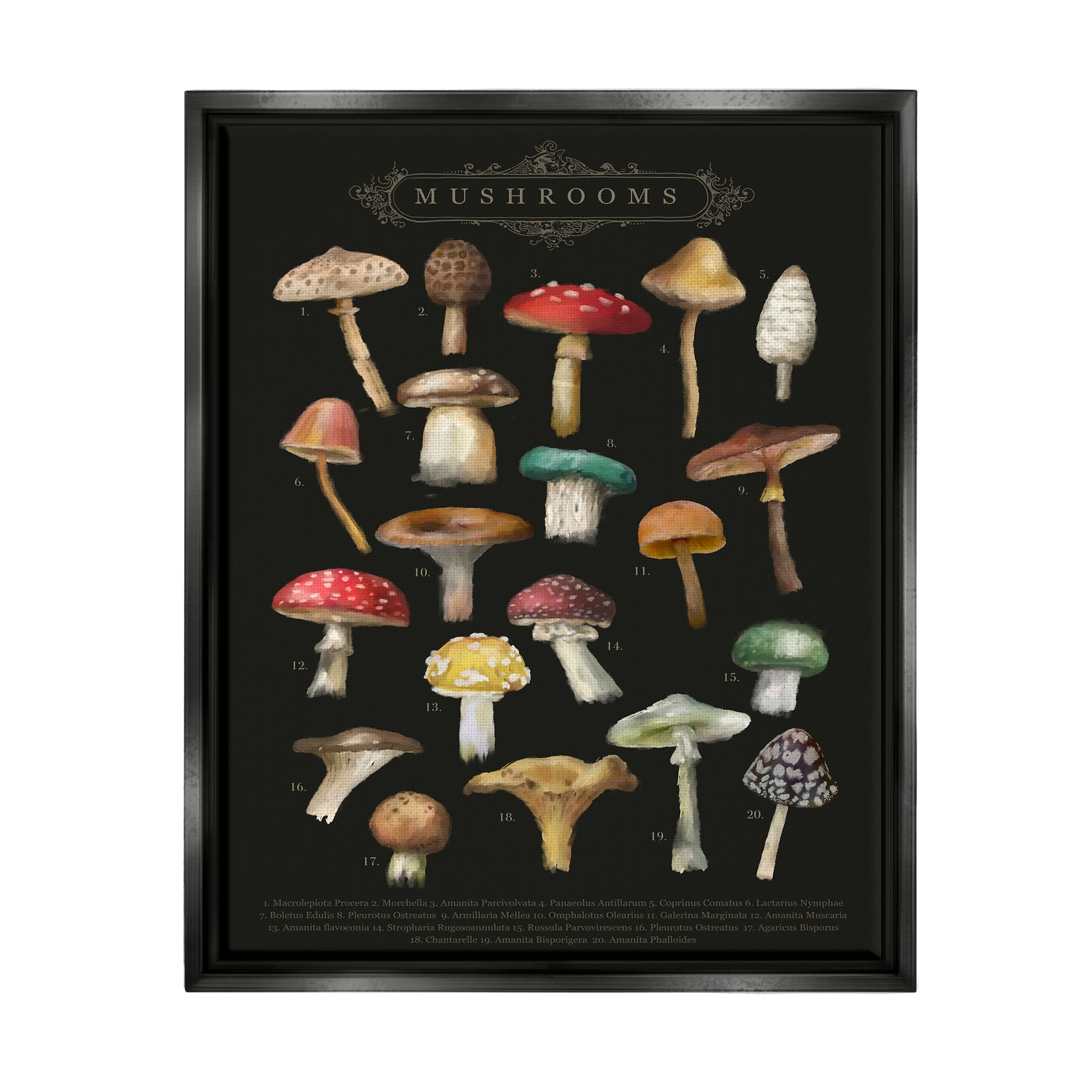 Stupell Industries Dark Informative Mushroom Chart Landscape Painting Black Floater Framed Art Print Wall Art