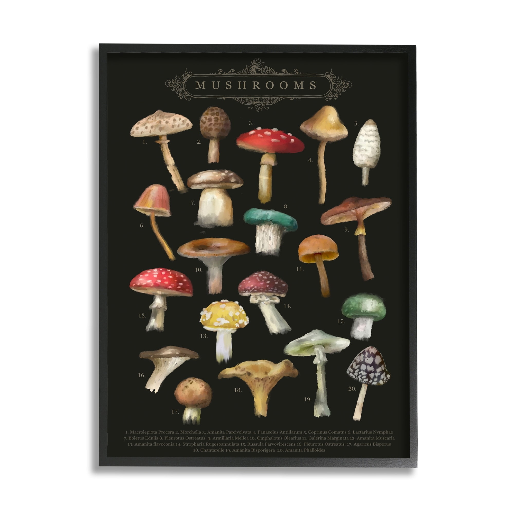 Stupell Industries Dark Informative Mushroom Chart Landscape Painting Black Framed Art Print Wall Art