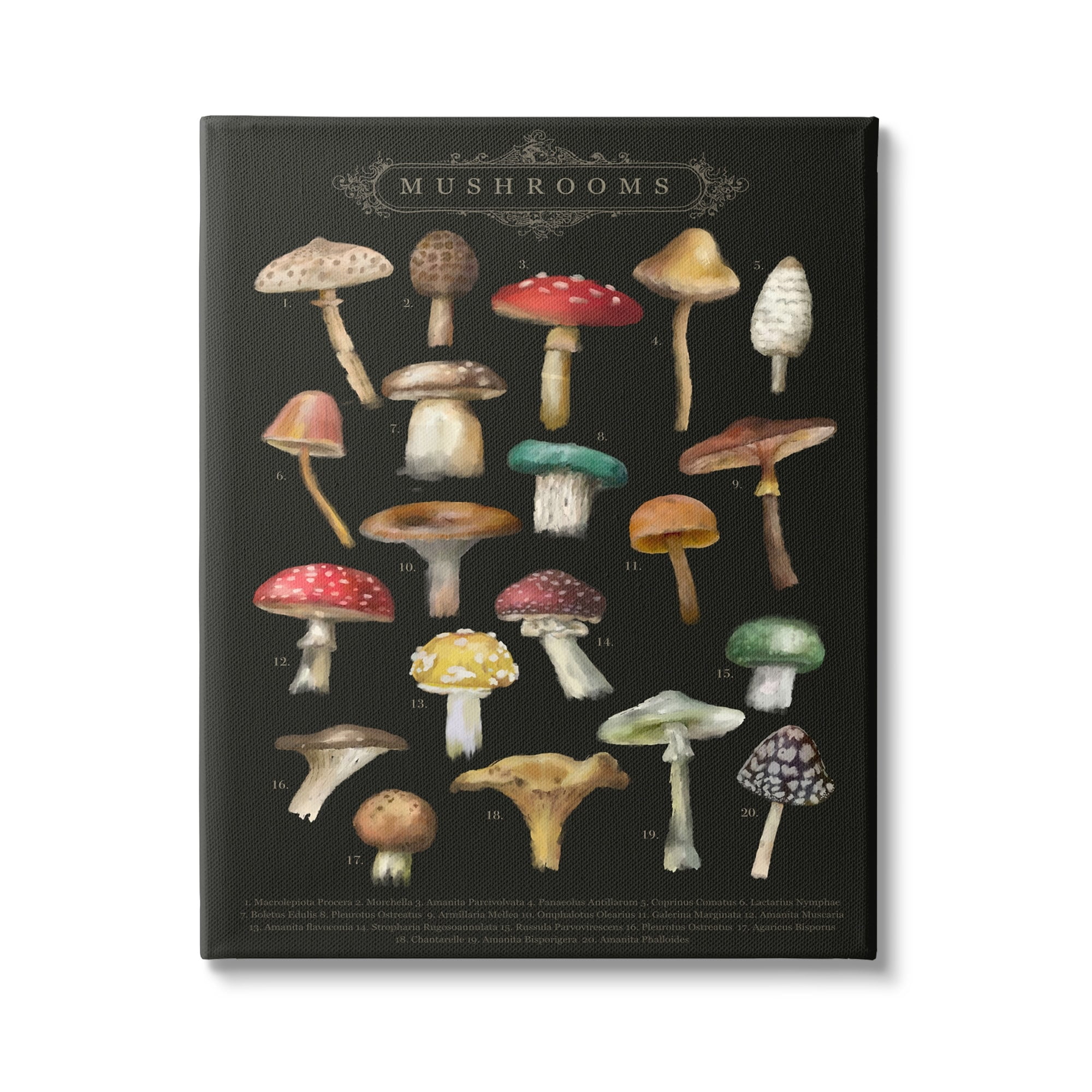Stupell Industries Dark Informative Mushroom Chart Landscape Painting Gallery Wrapped Canvas Print Wall Art