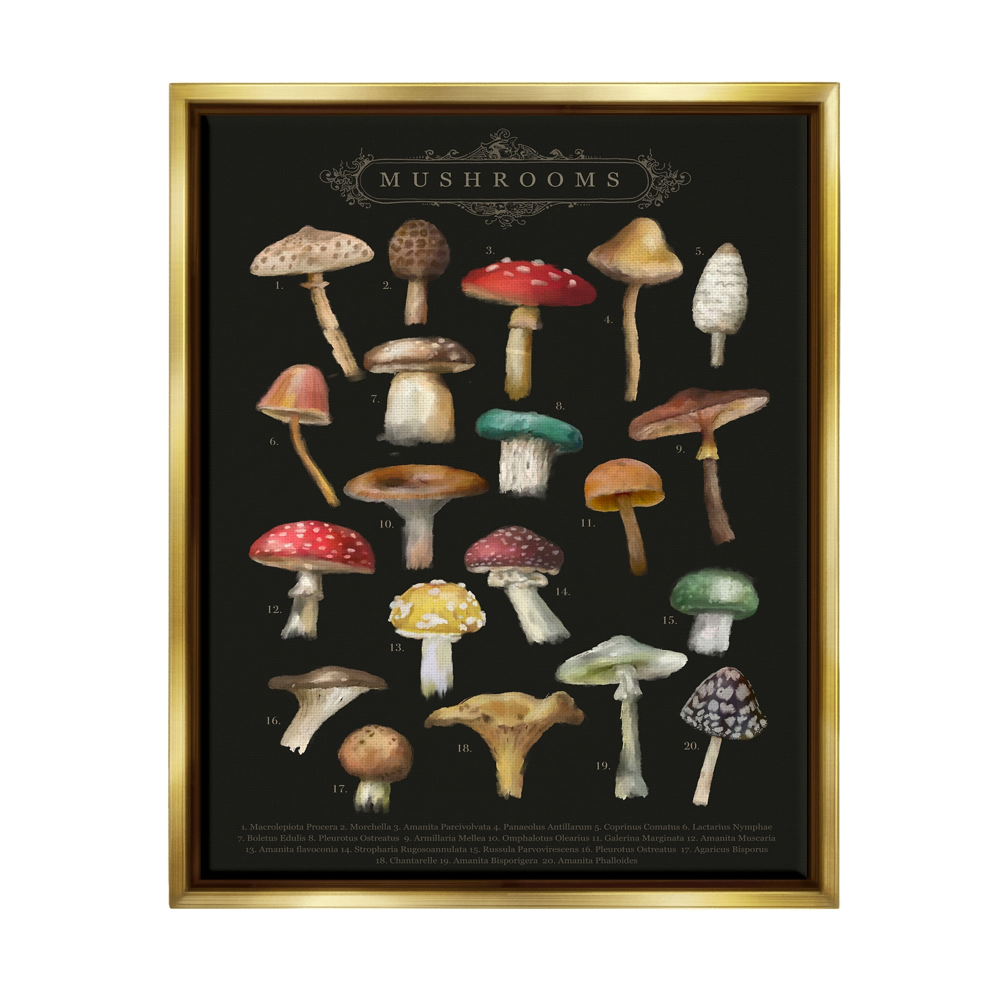 Stupell Industries Dark Informative Mushroom Chart Landscape Painting Gold Floater Framed Art Print Wall Art
