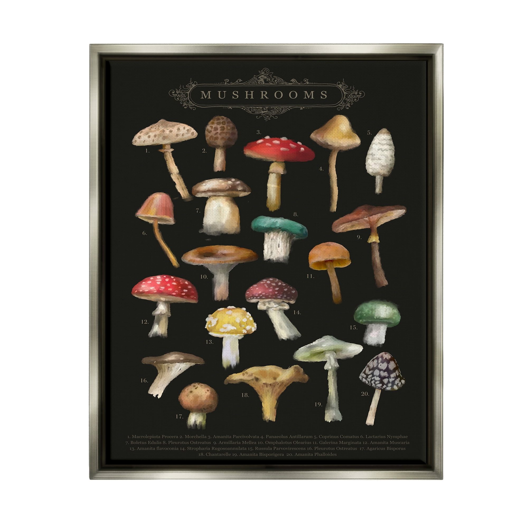 Stupell Industries Dark Informative Mushroom Chart Landscape Painting Gray Floater Framed Art Print Wall Art