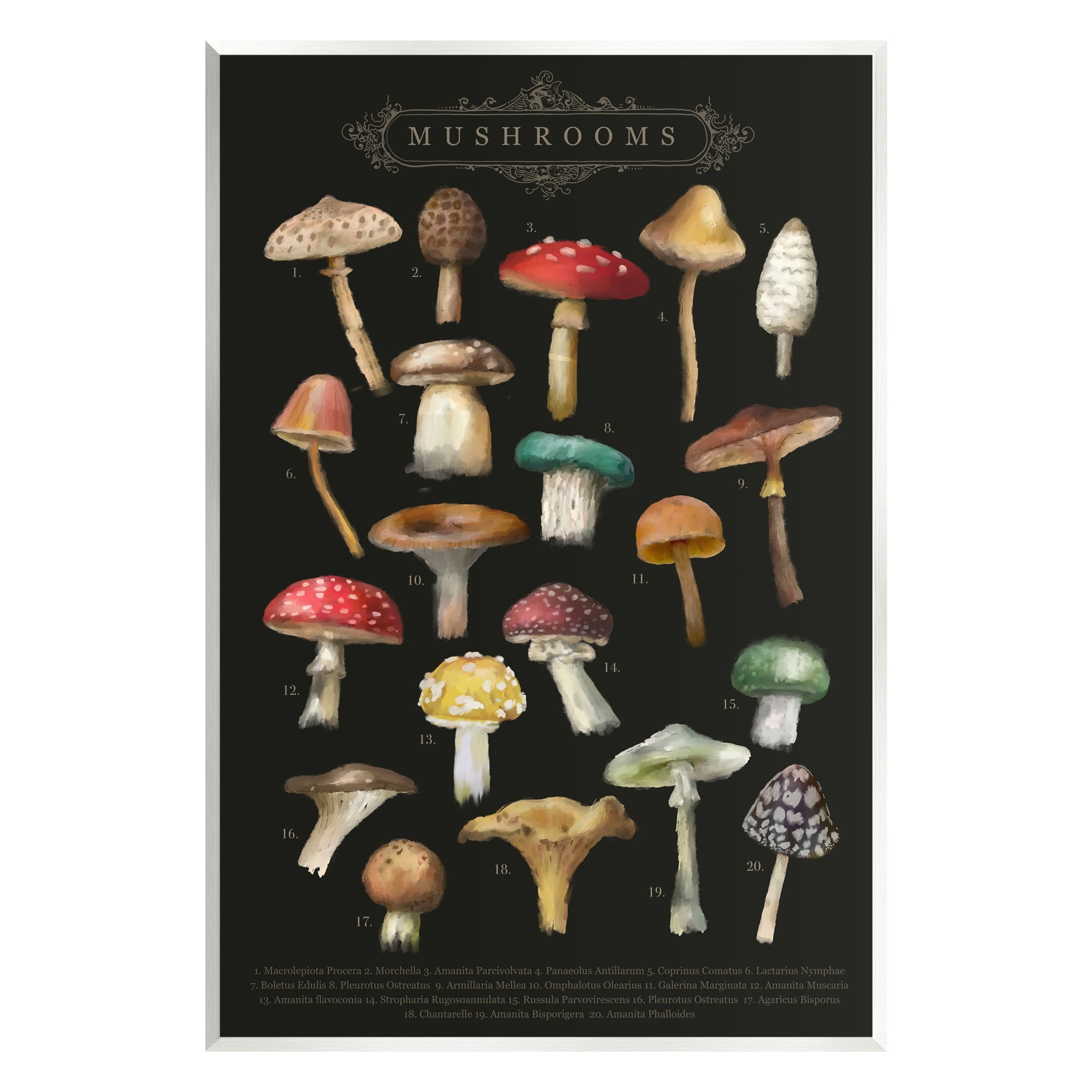 Vintage Dark Mushroom Chart Lithograph Print on MDF Wood