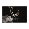 thumbnail image 1 of Stupell Industries Rustic Lodge Dark Reindeer at Night Canvas Art, 36 x 24, by Amy Carroll, 1 of 8