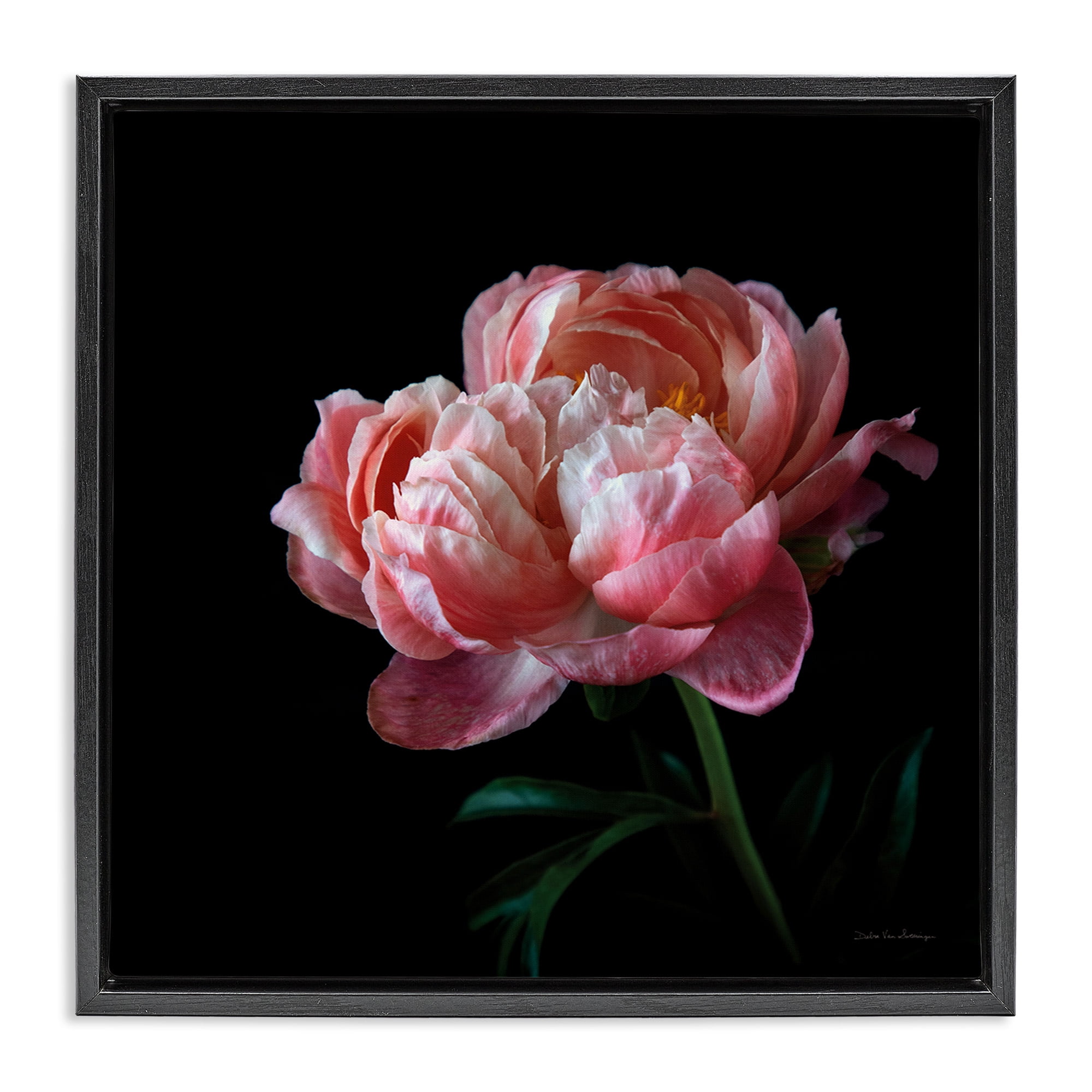 Stupell Industries Dark Rose Photography Botanical & Floral Photography Black Floater Framed Canvas Art Print Wall Art, 25 x 25