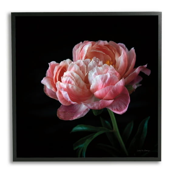 Stupell Industries Dark Rose Photography Botanical & Floral Photography Black Framed Art Print Wall Art, 17 x 17