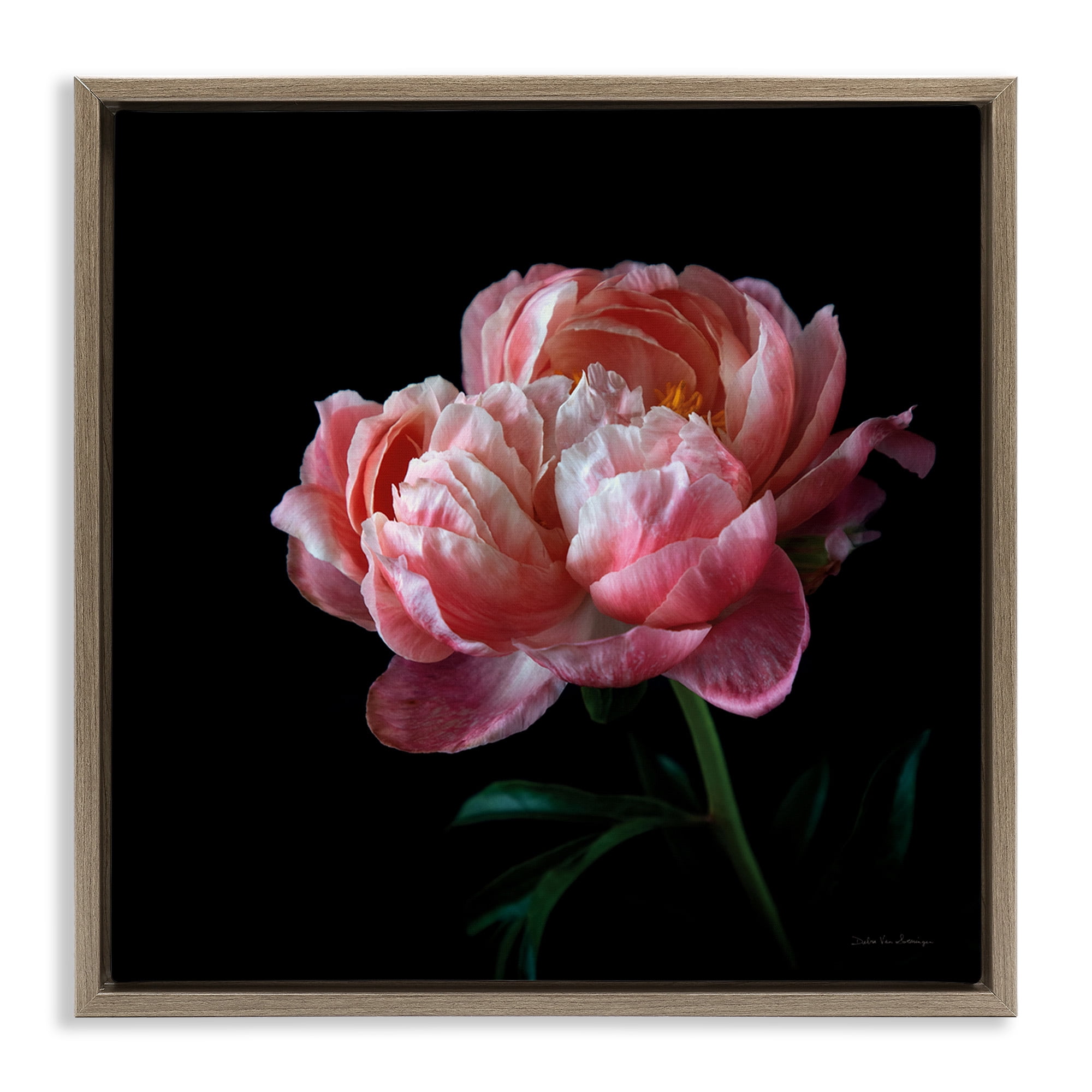 Stupell Industries Dark Rose Photography Botanical & Floral Photography Brown Floater Framed Canvas Art Print Wall Art, 25 x 25