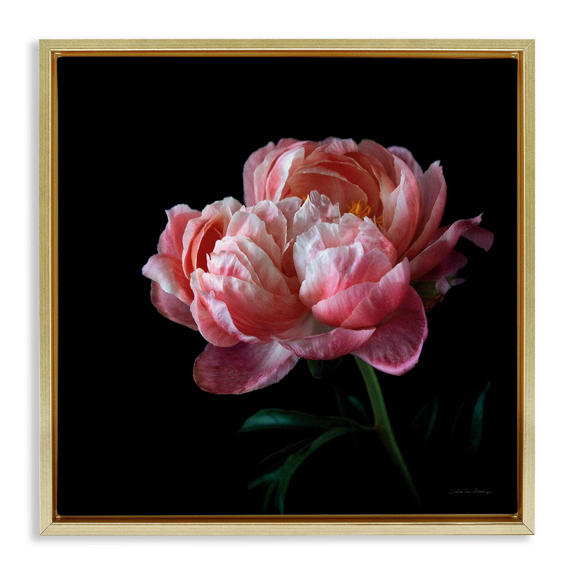 Stupell Industries Dark Rose Photography Botanical & Floral Photography Gold Floater Framed Canvas Art Print Wall Art, 25 x 25