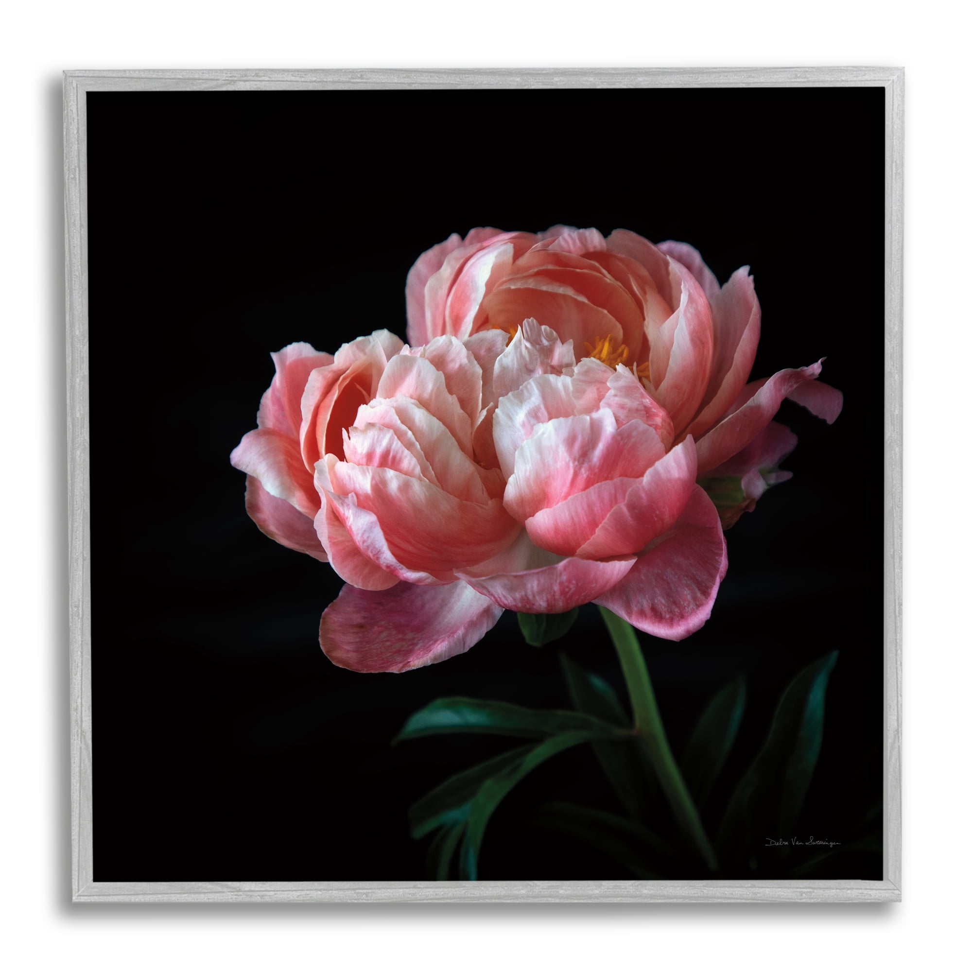 Stupell Industries Dark Rose Photography Botanical & Floral Photography Gray Framed Art Print Wall Art, 24 x 24